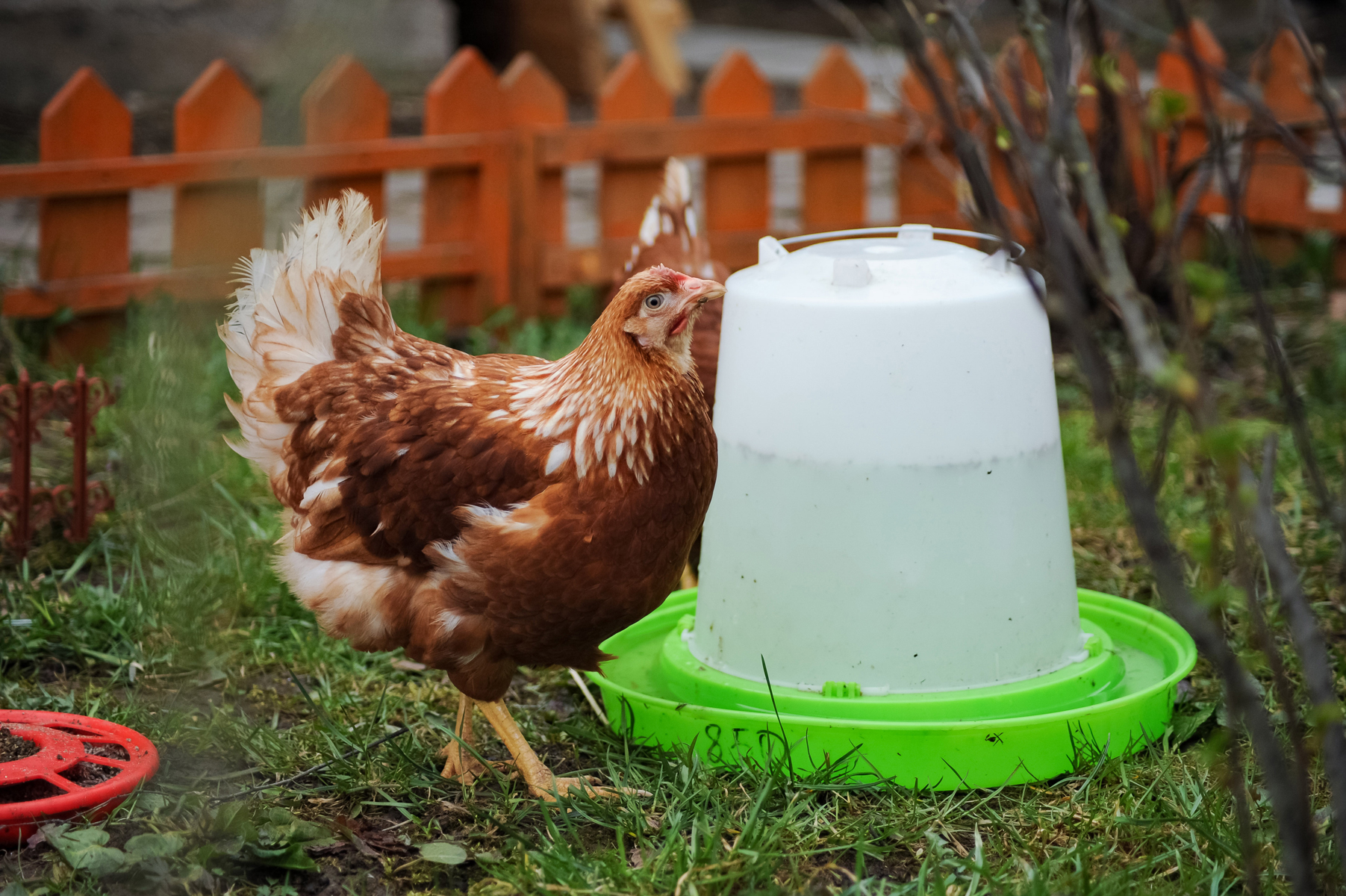 Prebiotics and Probiotics for Chickens